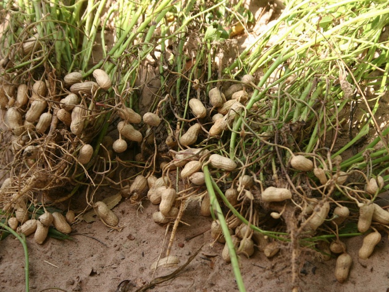 Qual é a peculiaridade do cultivo de amendoim