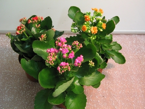 How to properly trim Kalanchoe