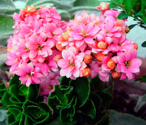 Kvetoucí Kalanchoe