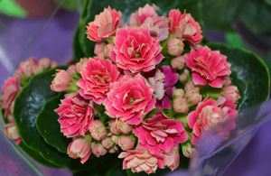 Kalanchoe đang phát triển