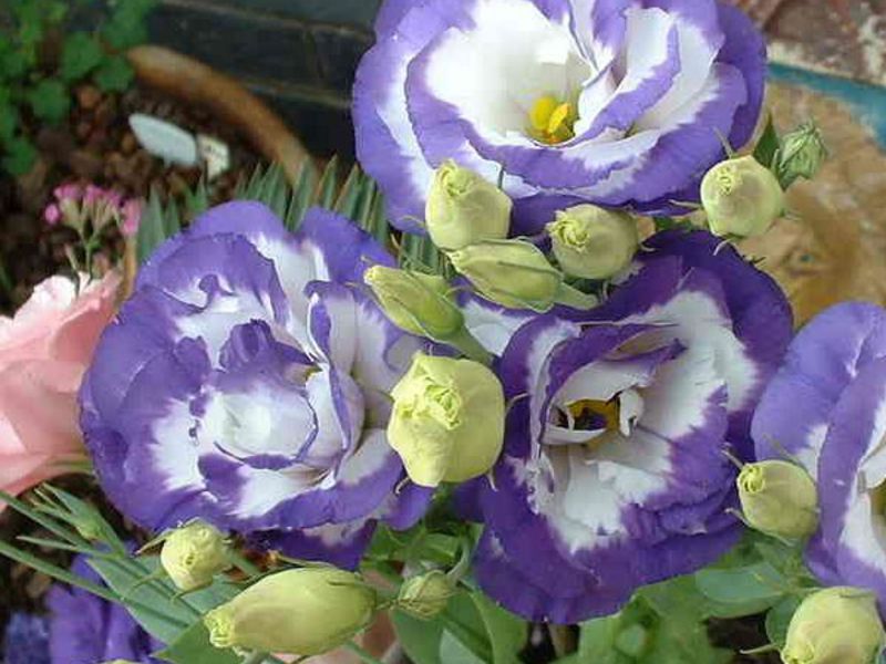 Eustoma di rumah