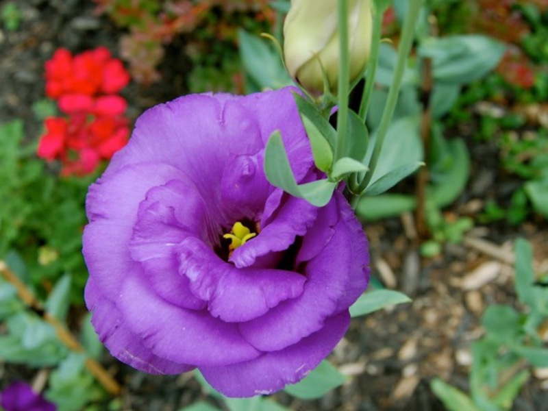 Eustoma žydi