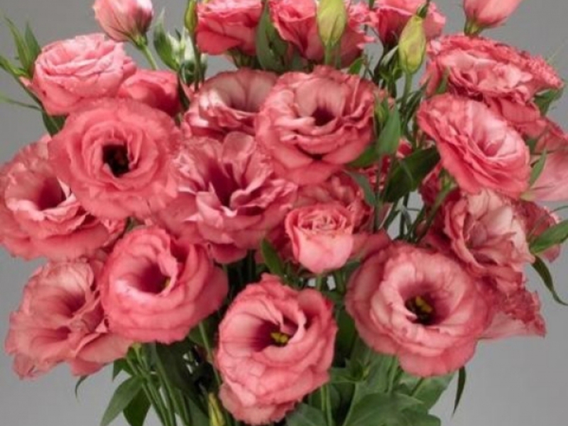 Cách trồng eustoma tại nhà