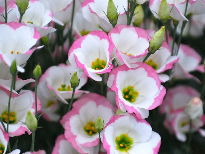 Caratteristiche della crescita dell'eustoma