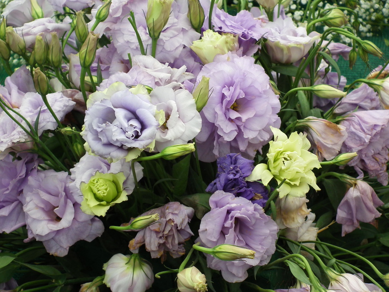 Hur eustoma odlas