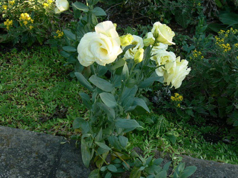 Eustoma Blütezeit