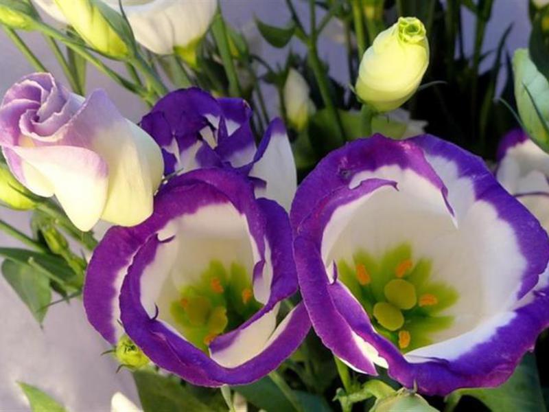 Lindo eustoma florido