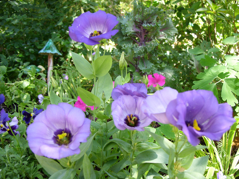 Que tipo de flor eustoma