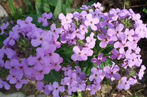 Petrecere de seară a violetului matronei.