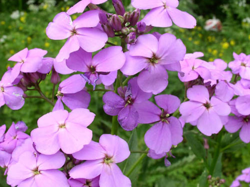 Flor violeta nocturna