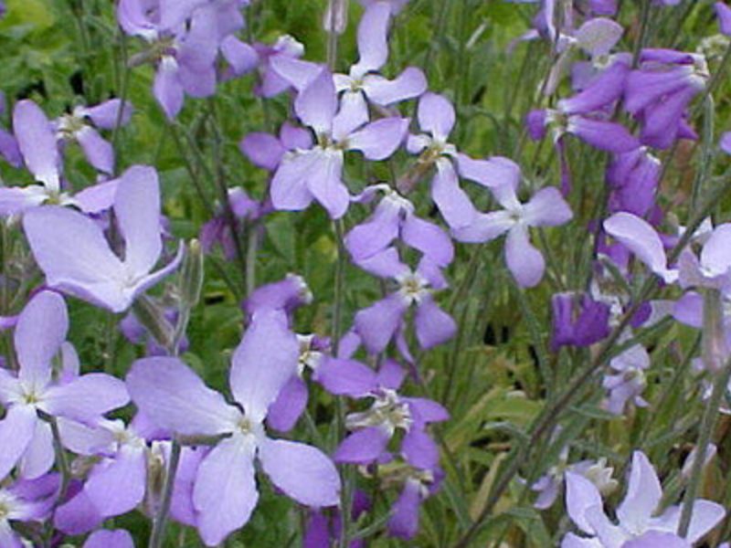 Como fazer crescer uma violeta noturna