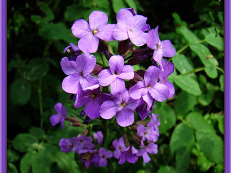 Các loại hoa violet ban đêm