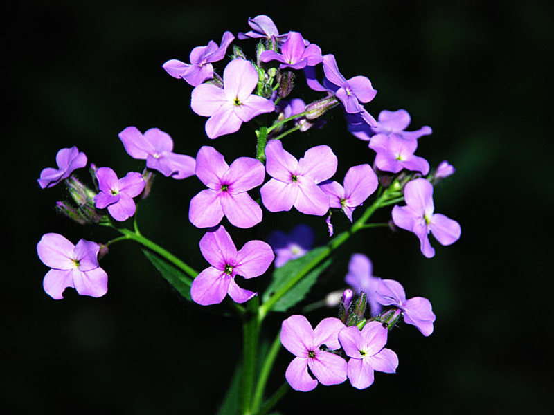 Qual a peculiaridade da flor violeta noturna