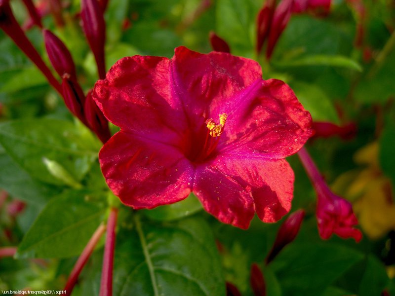 Flores delicadas