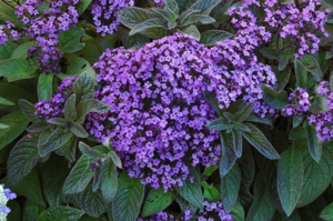 Varianter av blomstervarianter heliotrope