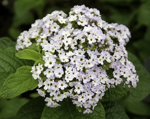 Ang Heliotrope ay mabuti para sa parehong amoy at kulay