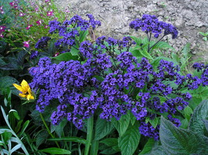 Delicadas flores de heliotropo