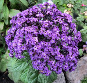 Cómo cultivar una flor de heliotropo