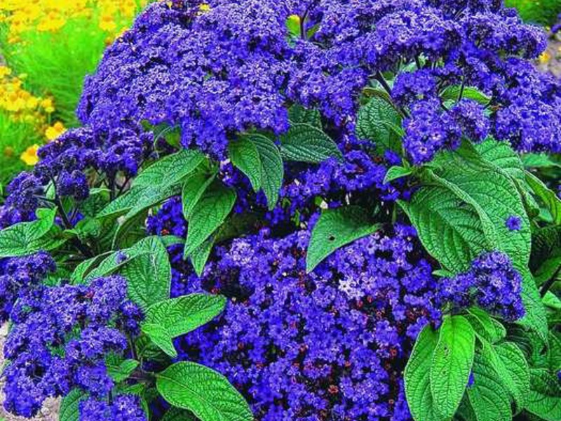 Cách chọn nhiều loại hoa heliotrope