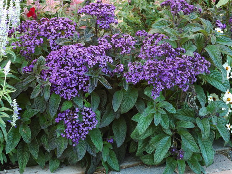 Blomstrende heliotropeblomst