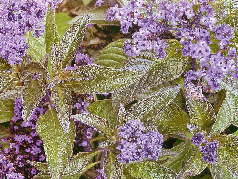 Heliotrop ist gut für Geruch und Farbe