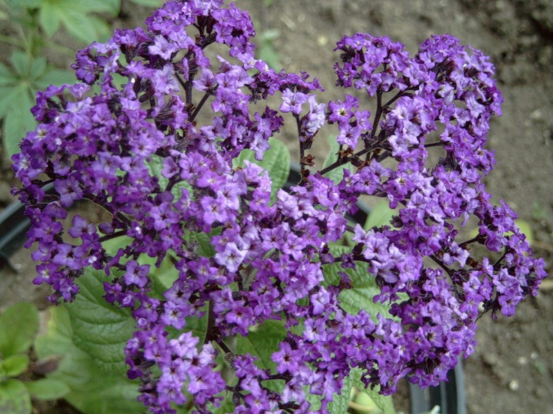 What conditions does heliotrope flower like?