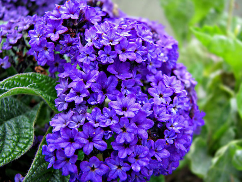 Hoe de heliotroopbloem groeit