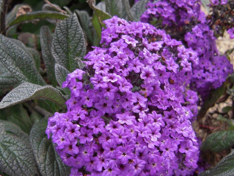 Heliotrope blomster