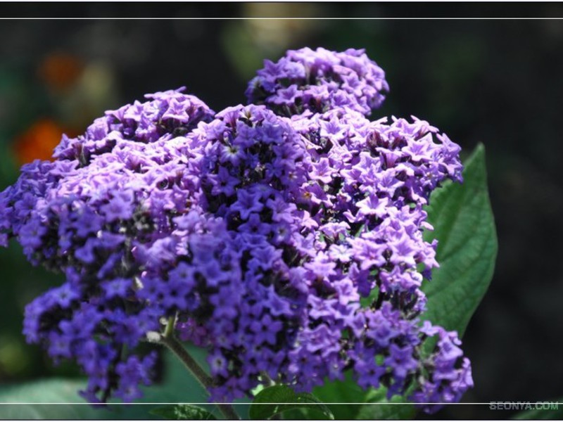 Sådan vælger du en blomst til haven