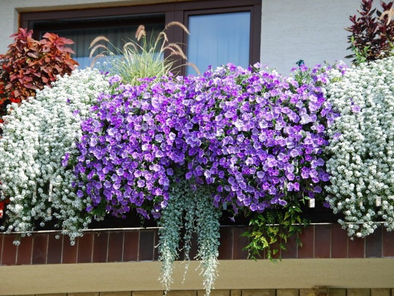 Paglalarawan ng bulaklak ng heliotrope