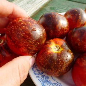 Tomato variety