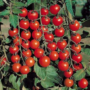 Cherry-tomaten