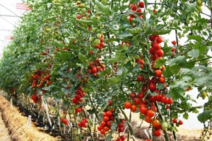 Comment choisir une variété de tomates