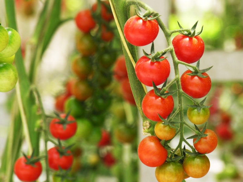 Como cultivar tomates cereja corretamente