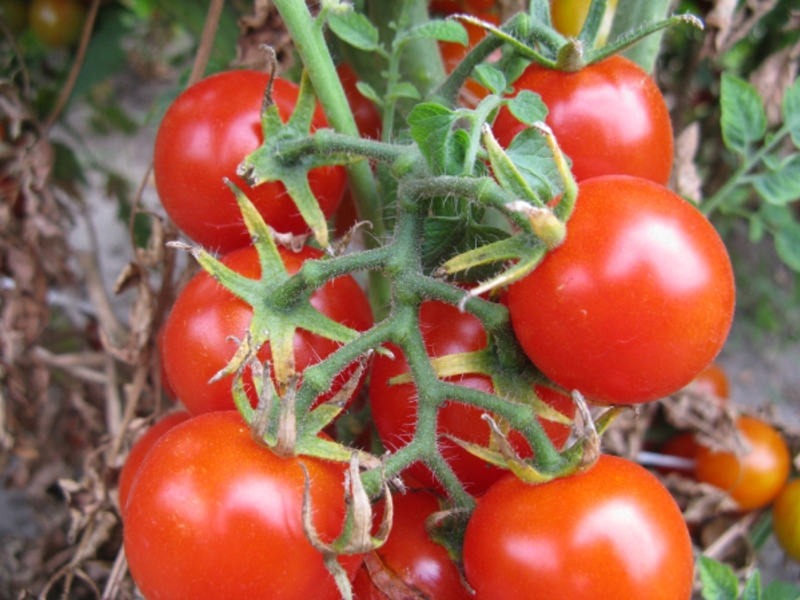 Tailles de tomates cerises