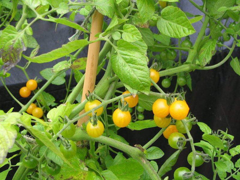 Come cresce il pomodoro ciliegino?