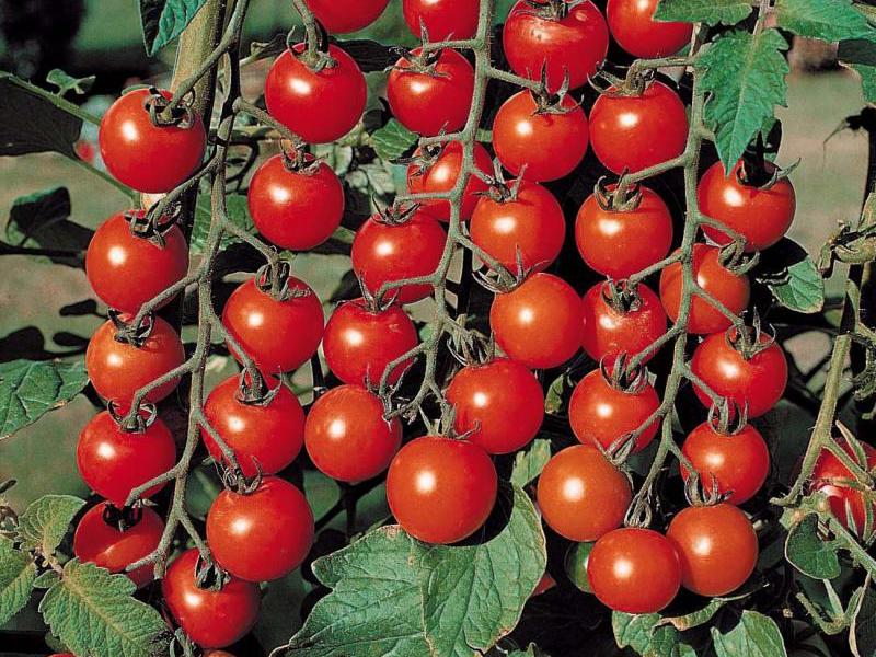 Varietà di pomodoro ciliegino