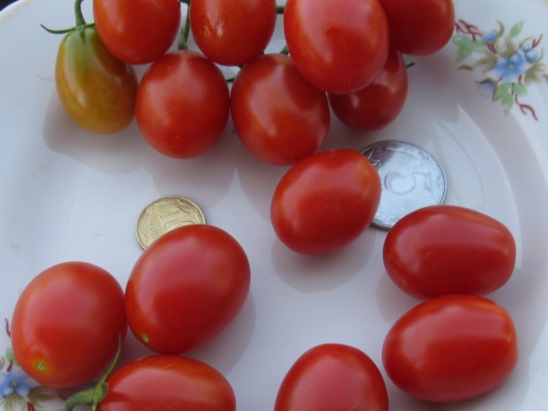 De beste soorten tomaten