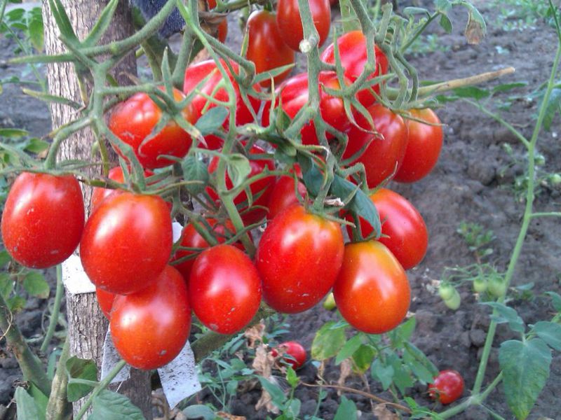 Cara menanam tomato ceri