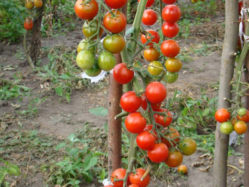 Características do cultivo de tomates