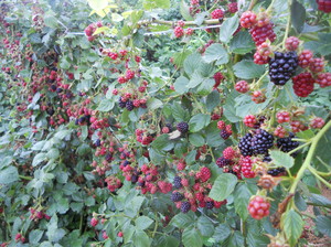 Blackberry frøplanter