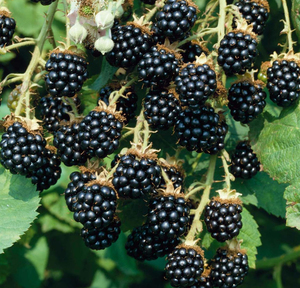 Wie sich Brombeeren vermehren