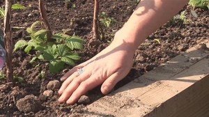 Planter des mûres.