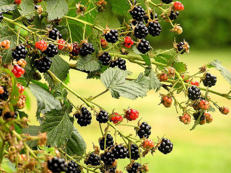 Blackberry-verzorging en -teelt