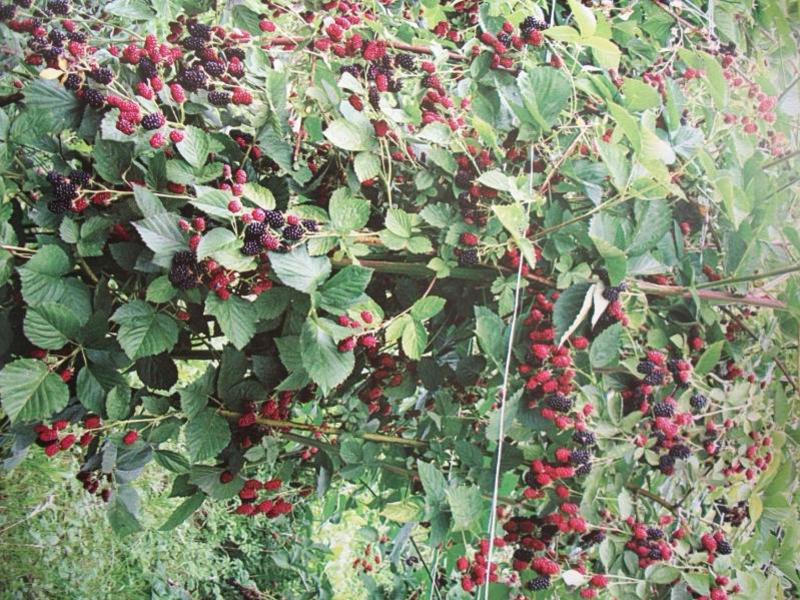 Tips for growing blackberries