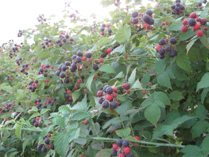 Cultivo de moras.