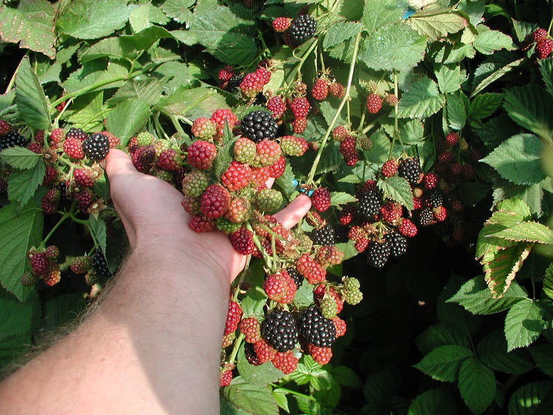 Regels voor het snoeien van Blackberry Bush