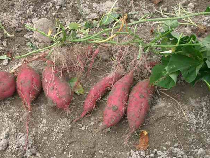 Zoete Aardappel Aardappelen.