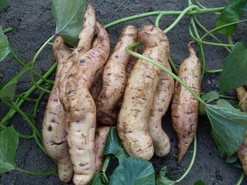 Reproduction of sweet potato potatoes