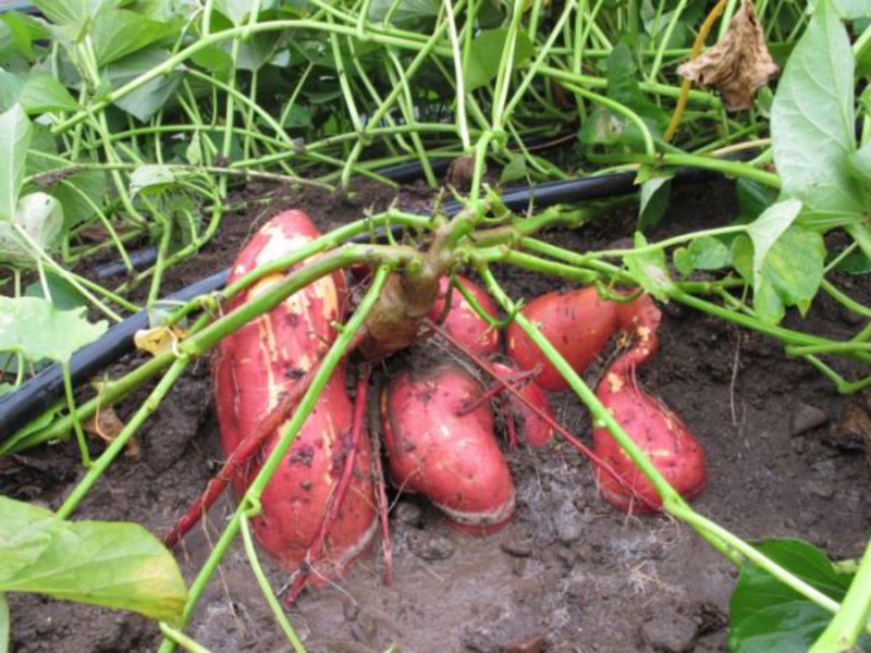 Patate douce de pomme de terre et sa description